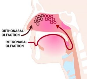 Retronasal vs Orthonasal Olfaction