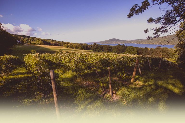 Arbor Hill Grapery   Winery1 1 768x512