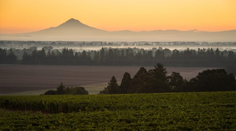 Argyle Winery 1 1 768x429