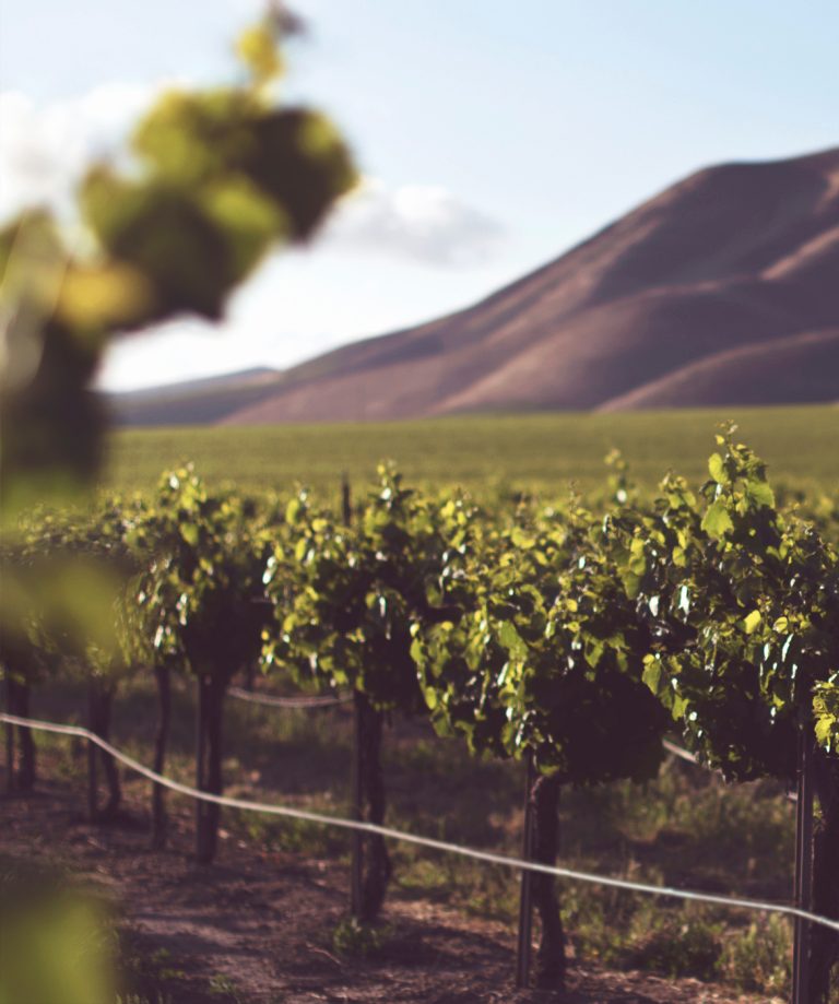 Birds and Barrells Vineyard 2 1 768x919