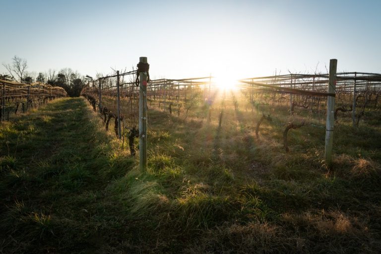 Bleinheim Vineyards 2 1 768x512