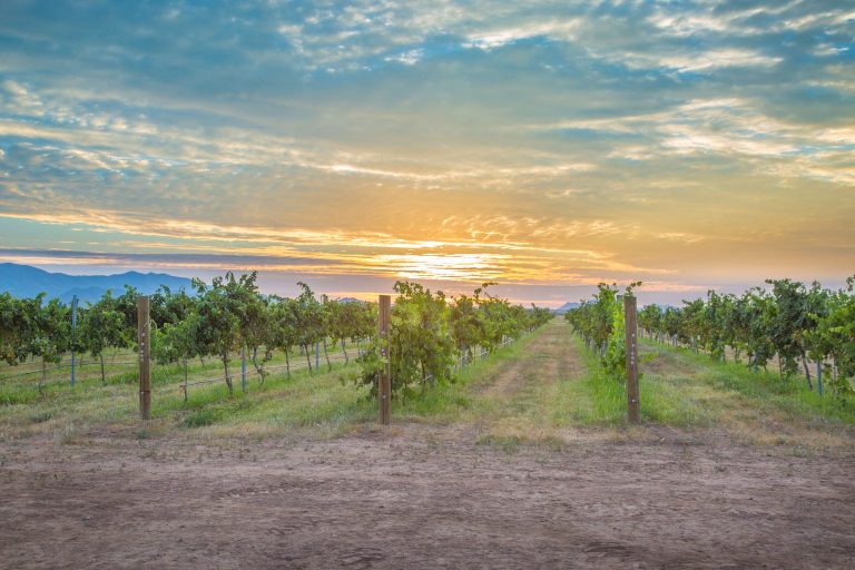 Carlson Creek VIneyard 2 1 768x512