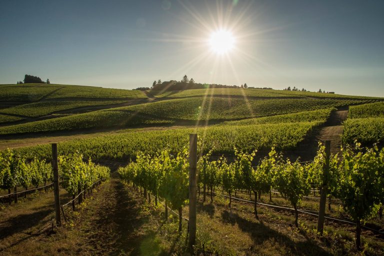 Cherry Hill Winery 1 1 768x511