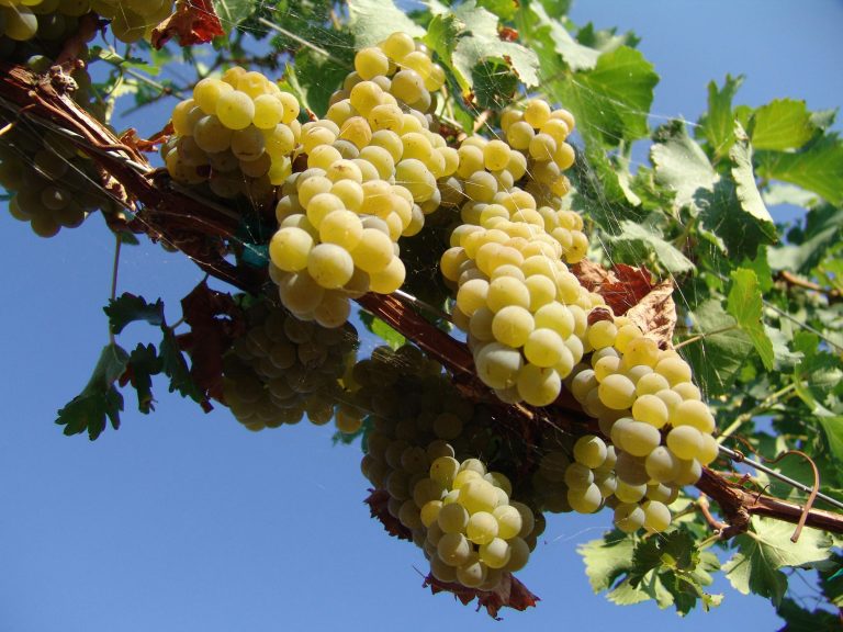 Keeling Schaefer Vineyards 1 1 768x576