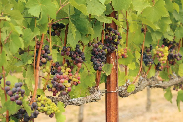 Methven Family Vineyard  1 768x512