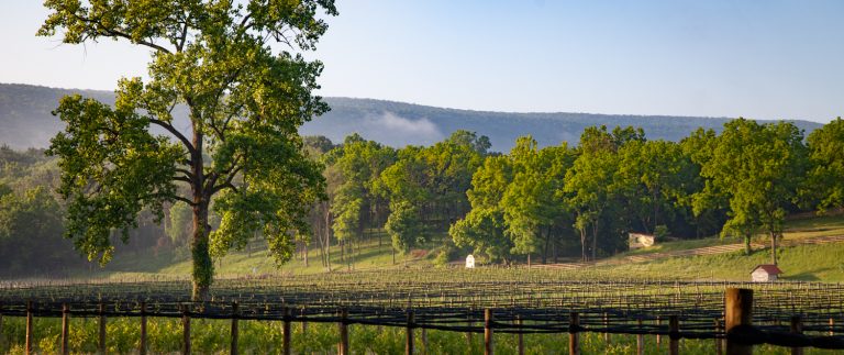 Muse Vineyard 2 1 768x323