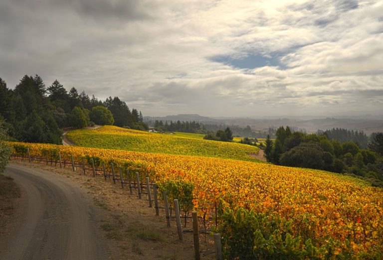 Ramey Wine Cellars 1 768x522
