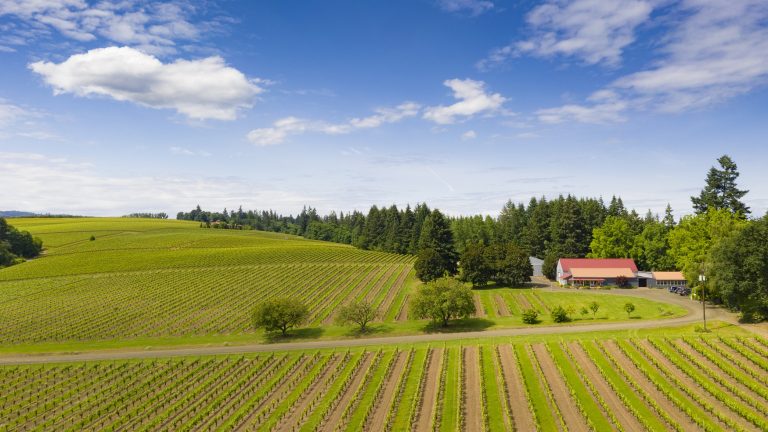 Tualatin Estate Vineyard, Willamette Valley, Oregon