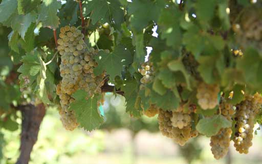 Zarpara Vineyard and Winery 1 1