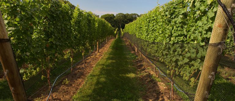 delvinovineyards1 1 768x329
