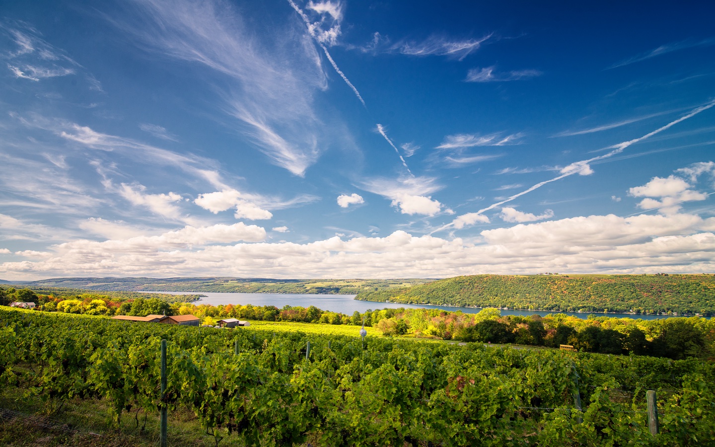 Once Finger Lakes - Wine Spencer