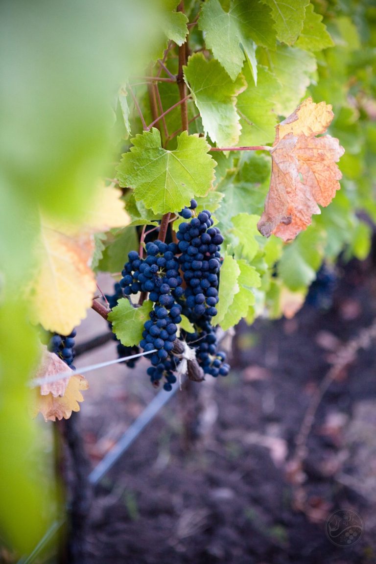 rastaranchvineyard1 scaled 1 768x1152