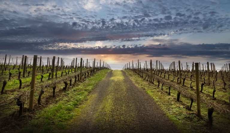 Beaux Freres Vineyard 1 768x444