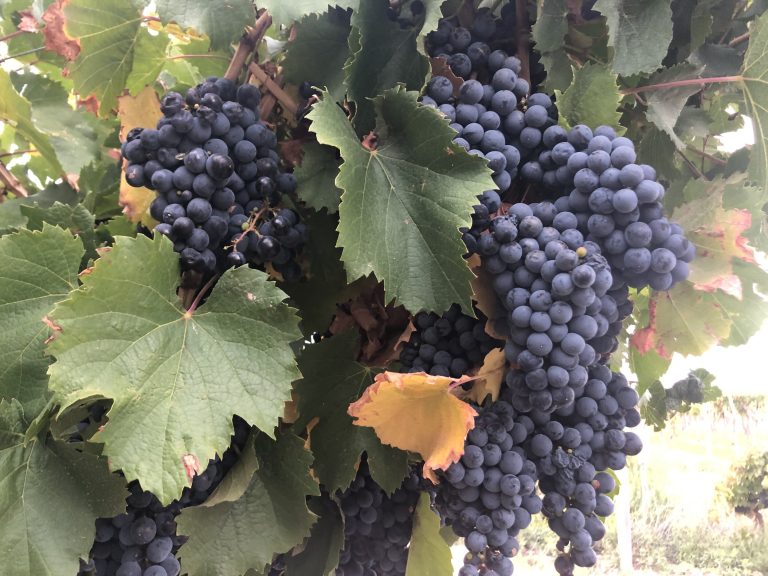 Hoffman Vineyards 1 1 768x576