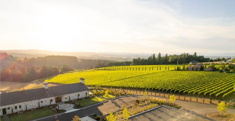 Alloro Vineyard 1 768x396