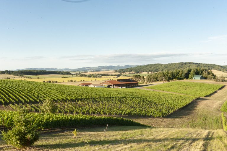 Andante Vineyard 1 768x511