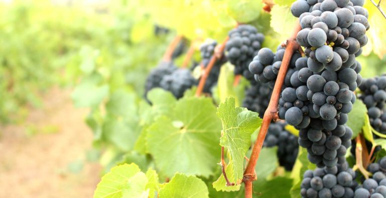 Ankeny Vineyard 3 768x394