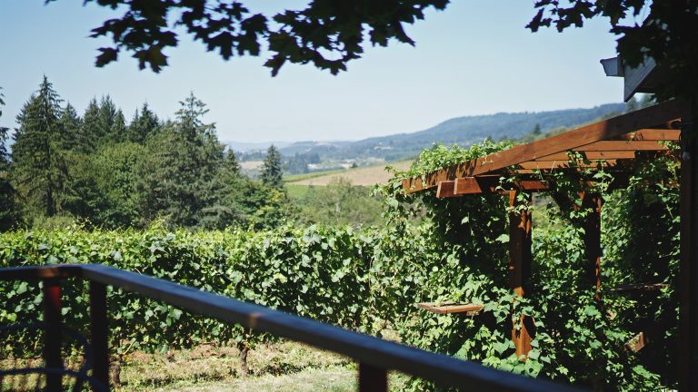 Archer Vineyard 1 768x432