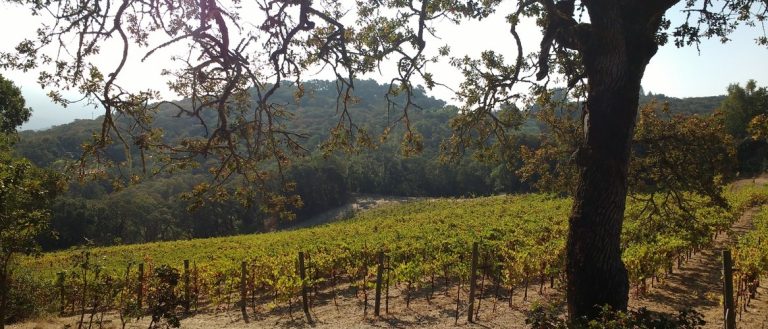 Barber Cellars Tasting Room 2 768x329