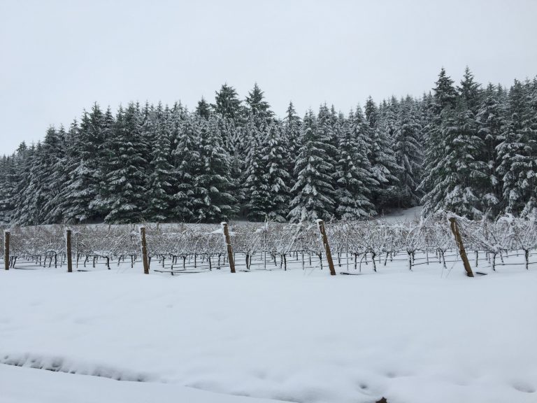 Bennett Vineyard 768x576