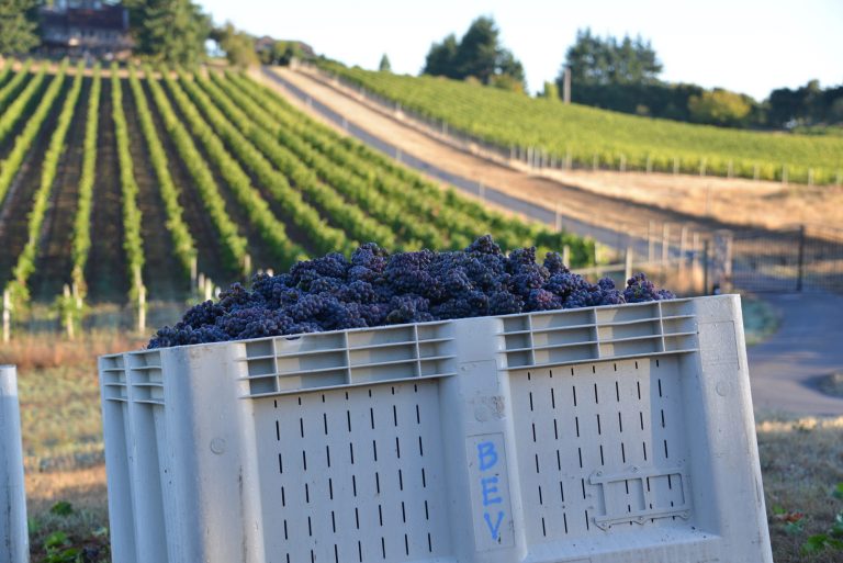 Benza Vineyards 2 768x513