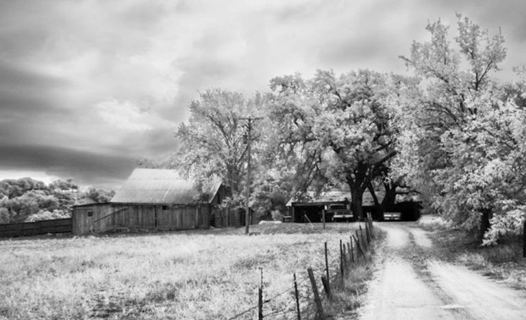 Booker vineyard 1 768x468
