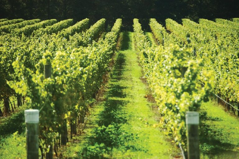 Bravuro Cellars 1 768x512