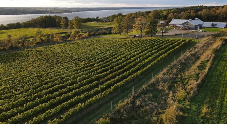 Bright Leaf Vineyard 1 768x421