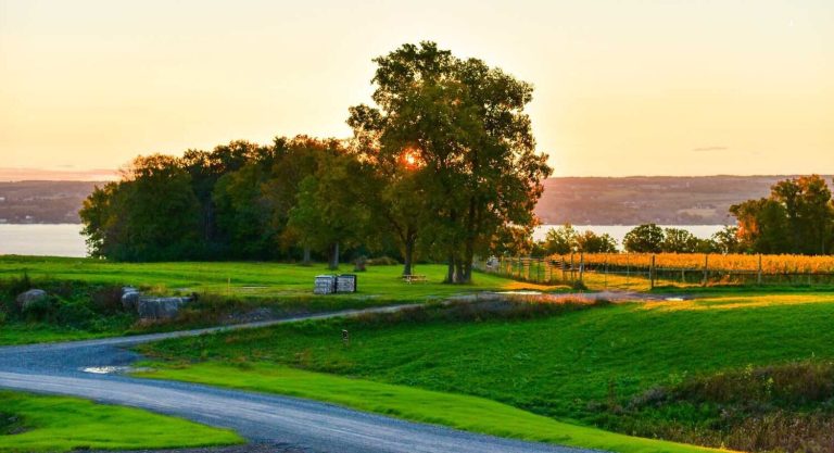 Bright Leaf Vineyard 2 768x417
