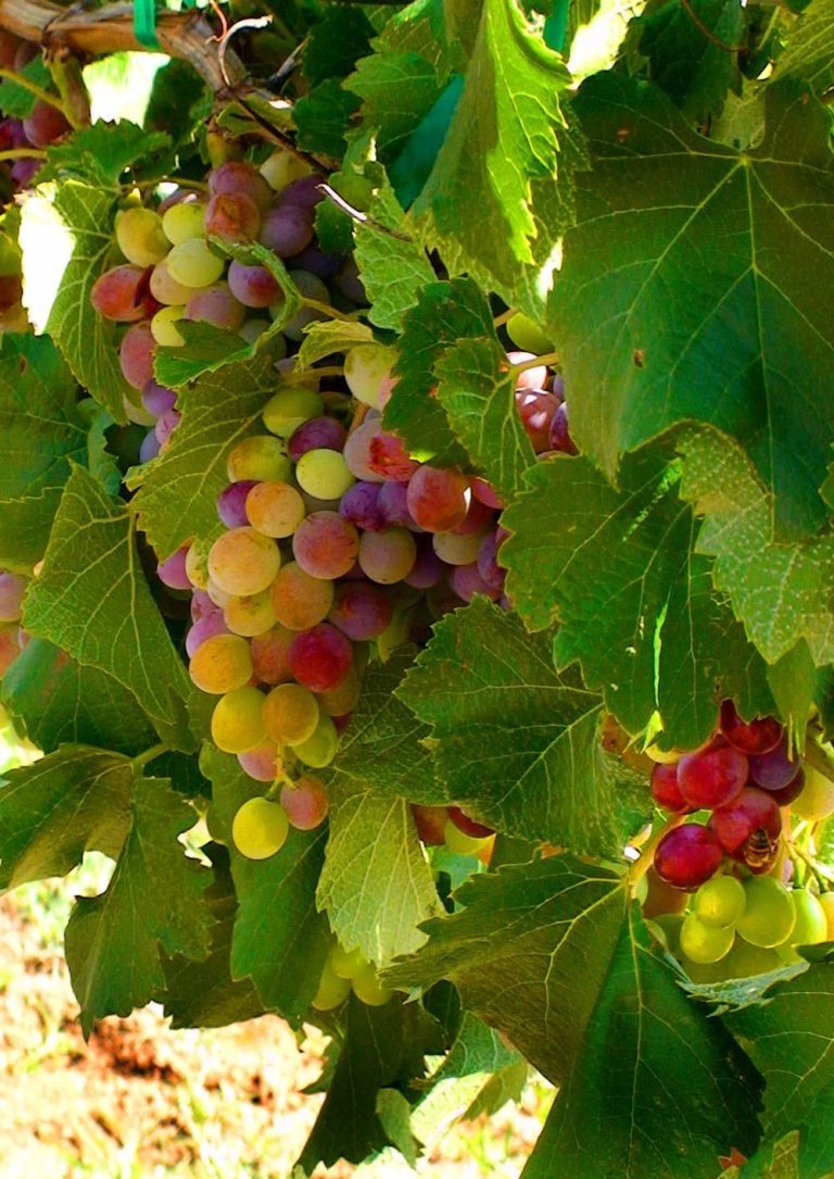 Bruzzi VIneyard 768x1085