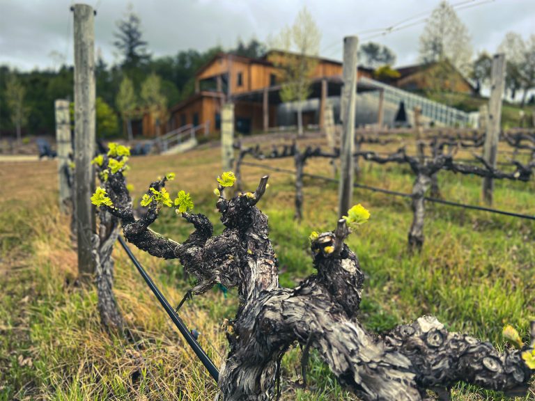 CAST Wines 1 768x576