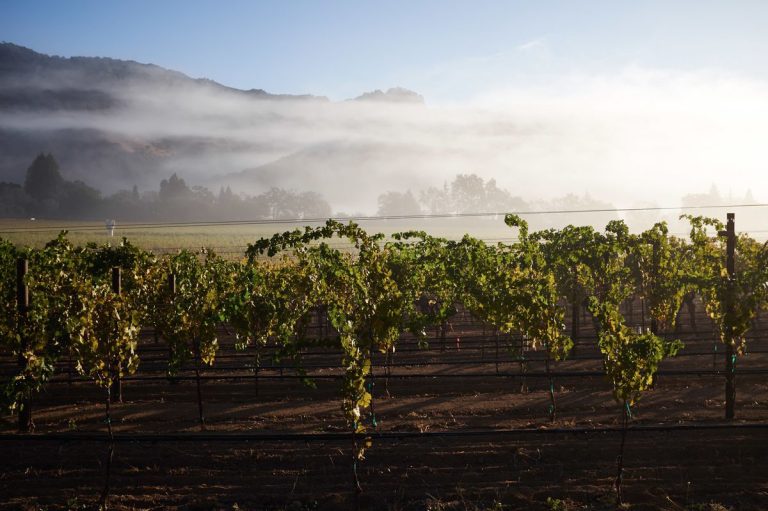 Coursey Graves Winery 2 768x511