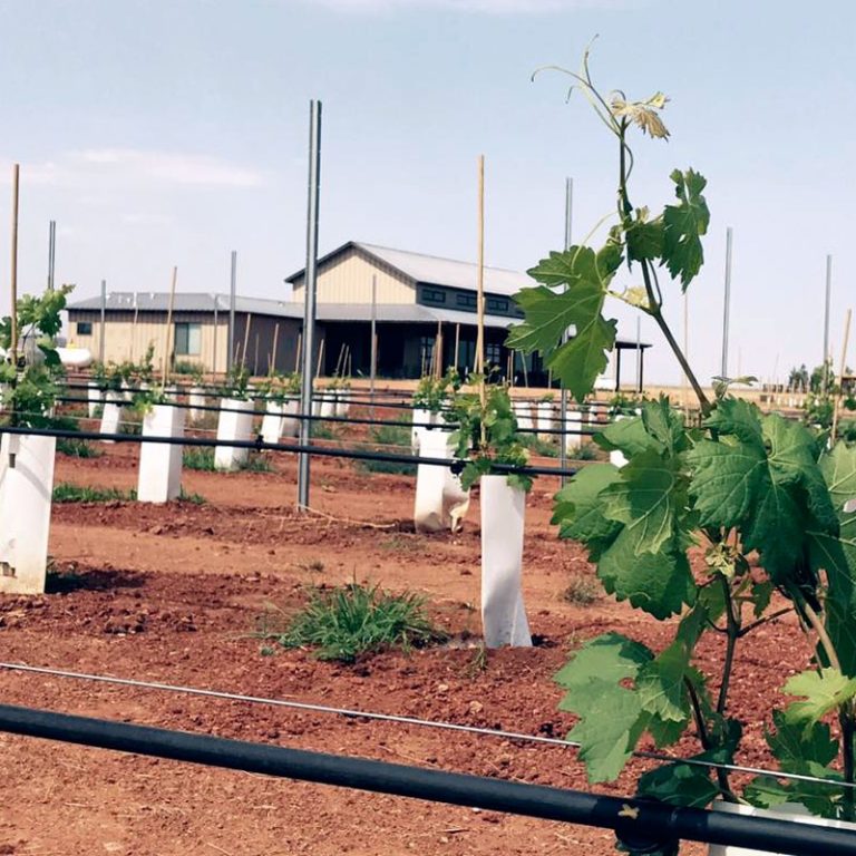 Deep Sky Vineyard 1 768x768