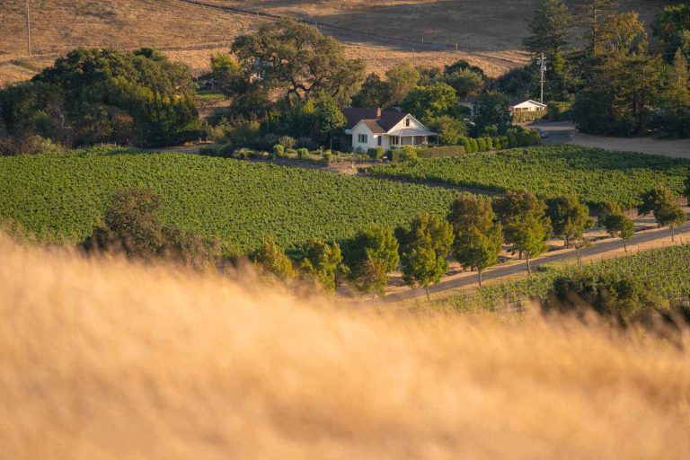 Dunstan Wine Durell VIneyard 2 768x512