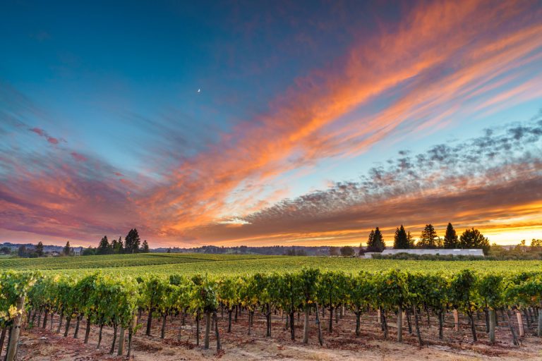 Emeritus Vineyards 3 768x512