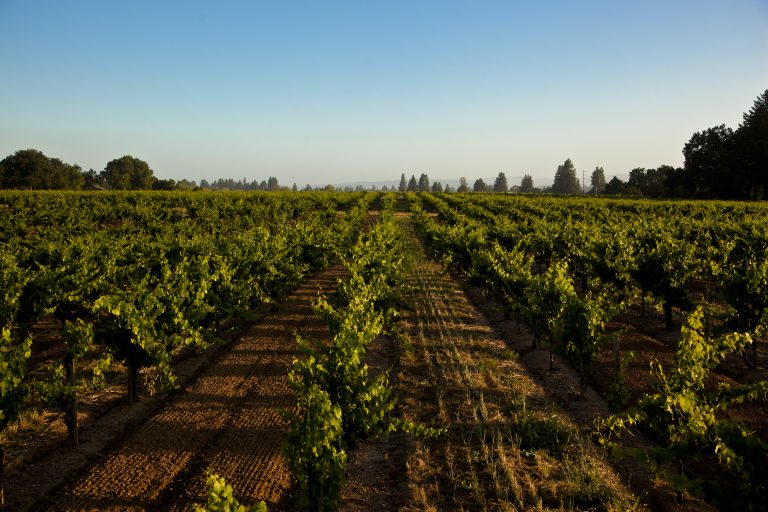 Foppiano Vineyards 1 768x512