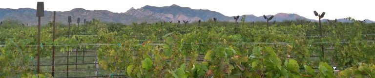 Fourtails Vineyard 1 768x160