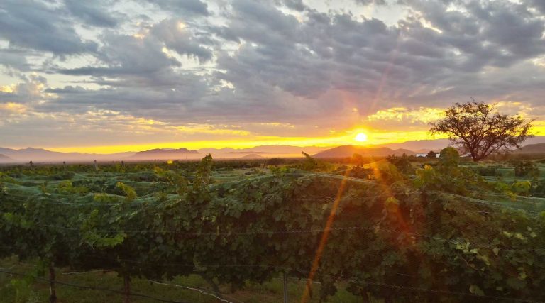 Fourtails Vineyard 2 768x427