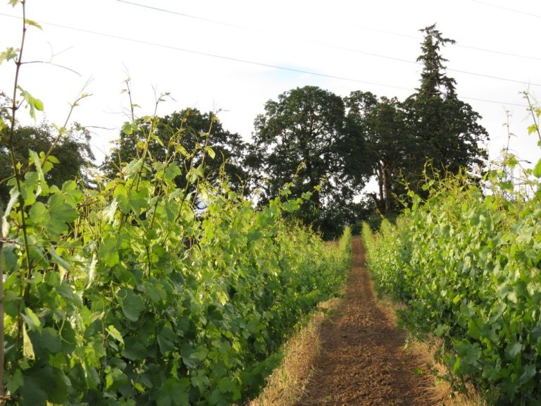 Ghost Hill Cellars 2 768x576