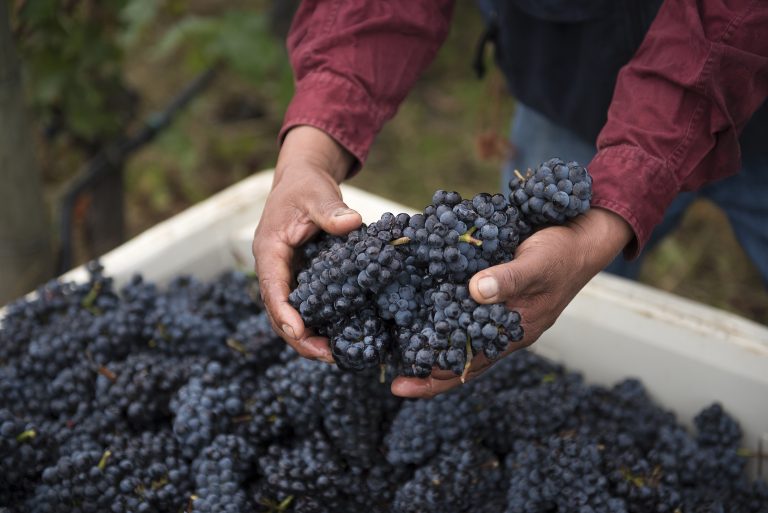 Hamacher Wines 1 768x513