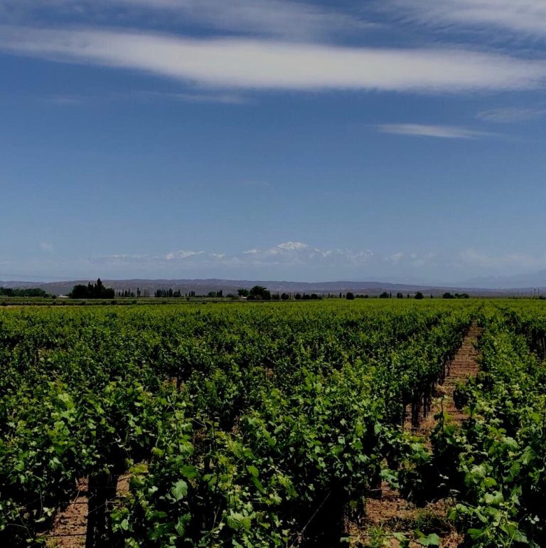 Hoffman Vineyards 2 768x770
