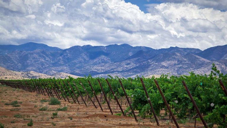LDV Vineyard 768x432