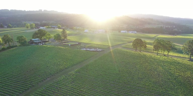 Lachini Vineyards 1 768x381