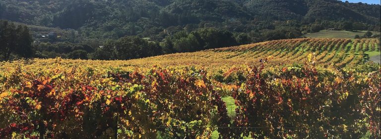 Laurel Glen Vineyards 3 768x281