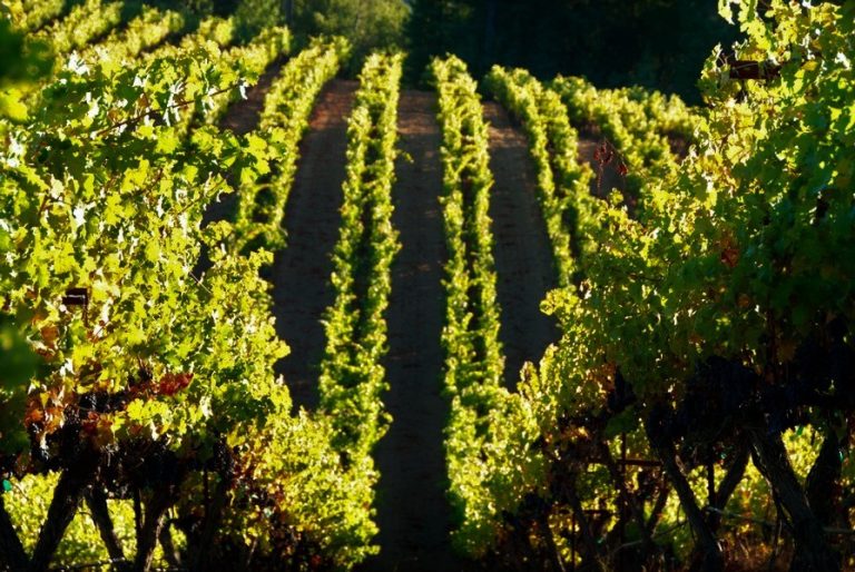 Mazzocco Winery 2 768x514