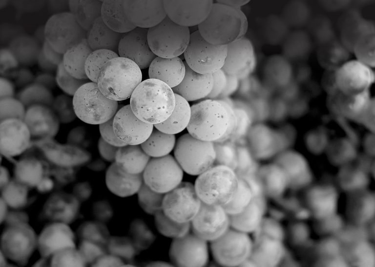 Monochrome Wines 3 scaled 1 768x548