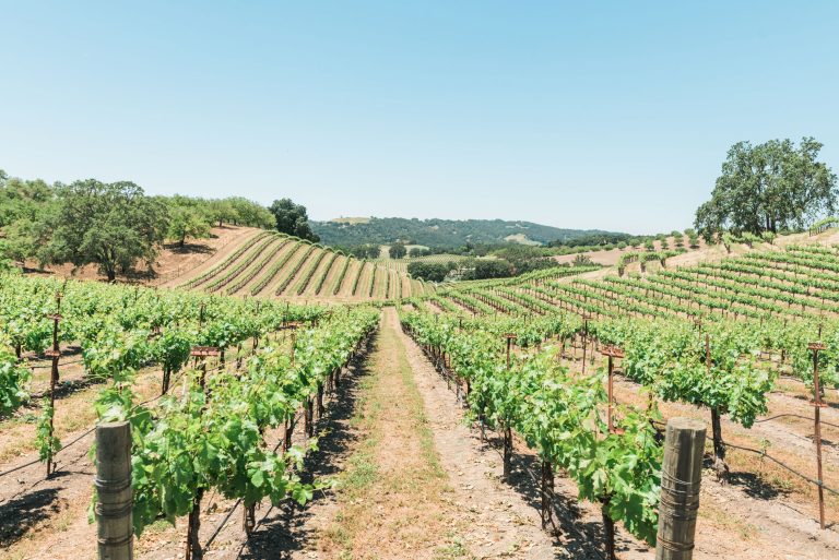 Opolo Vineyards 4 768x513