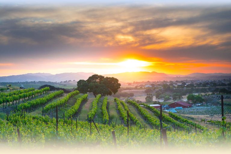 Penman springs vineyard 1 768x513