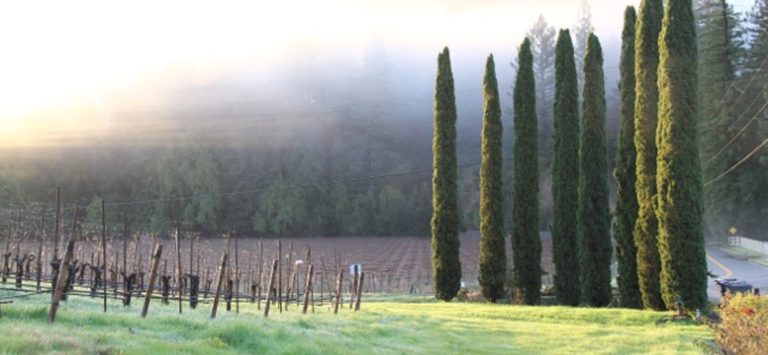 Porter Creek Vineyards 2 768x355
