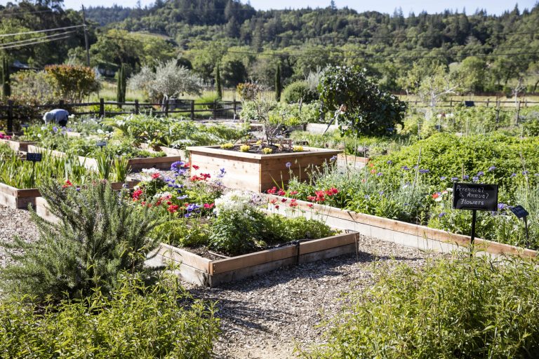 Quivira Vineyards 1 768x512